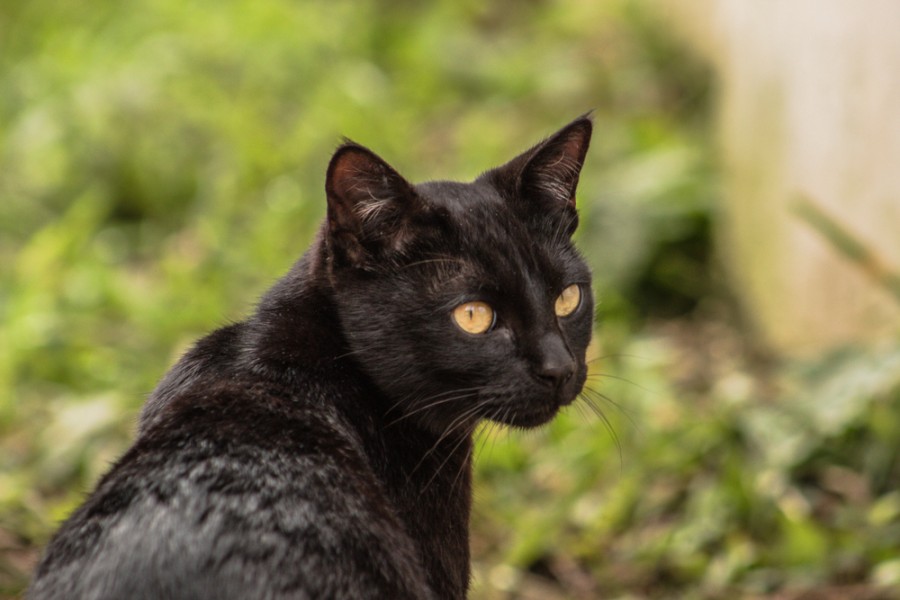 Quelle est la légende du chat noir ?