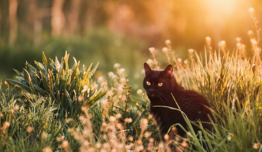 Pourquoi le chat noir est-il entouré de mystère ?