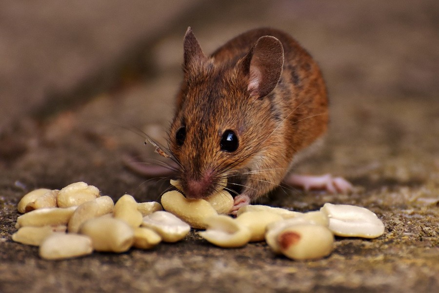 Repousser les souris de votre maison