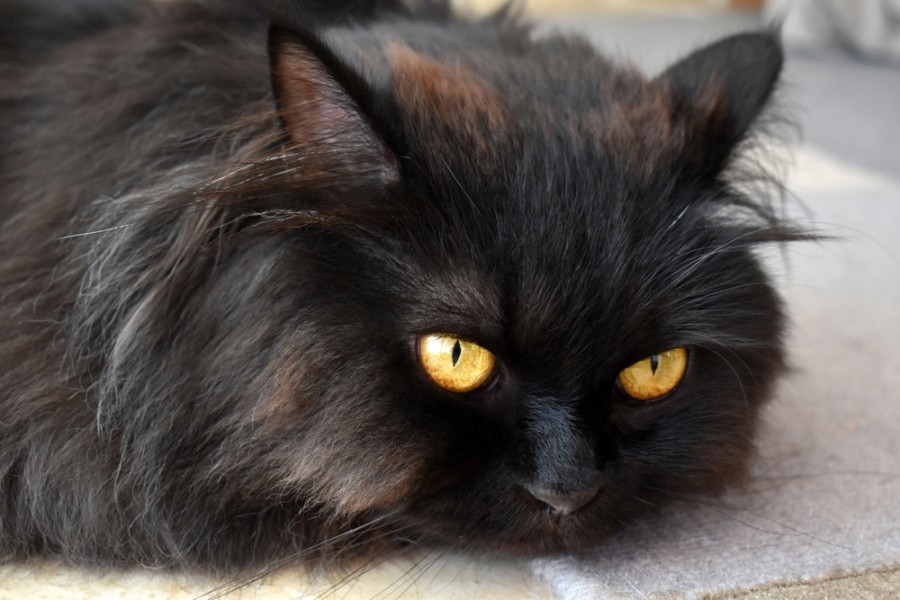 Quelles sont les races de chats noirs les plus populaires ?
